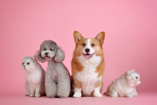 Preguntas frecuentes sobre el CBD para perros